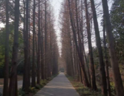 浦东高桥滨江森林公园五公里慢跑打卡